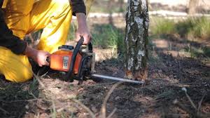 Tree and Shrub Care in Brinkley, AR