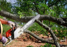 Best Root Management and Removal  in Brinkley, AR