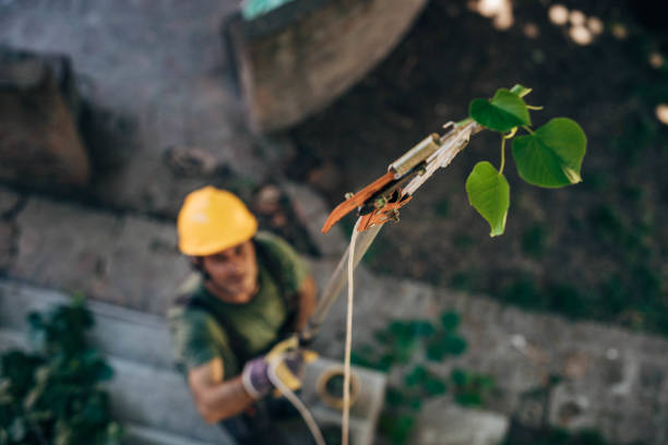 Best Hazardous Tree Removal  in Brinkley, AR