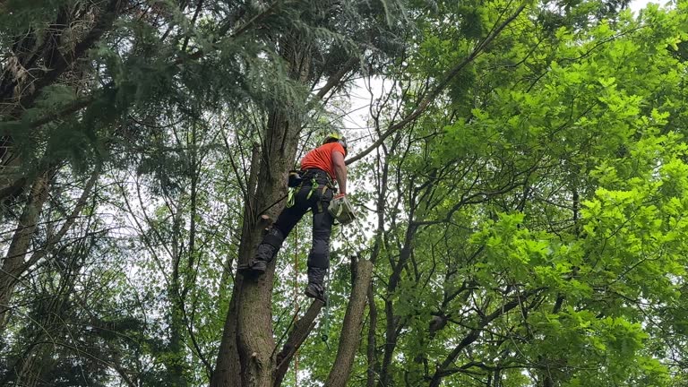 How Our Tree Care Process Works  in  Brinkley, AR