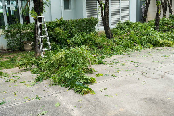 Best Stump Grinding and Removal  in Brinkley, AR