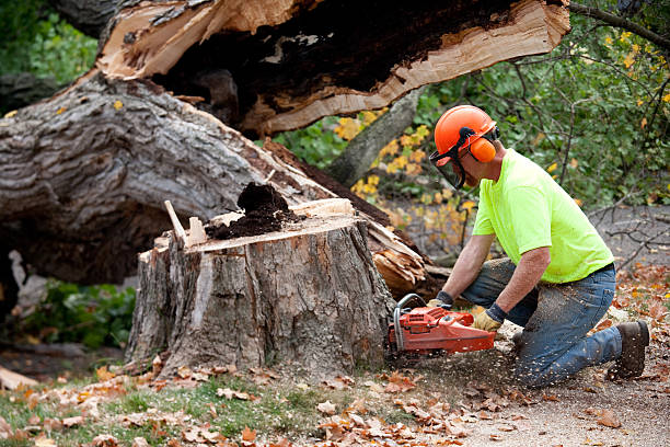 Best Tree Risk Assessment  in Brinkley, AR